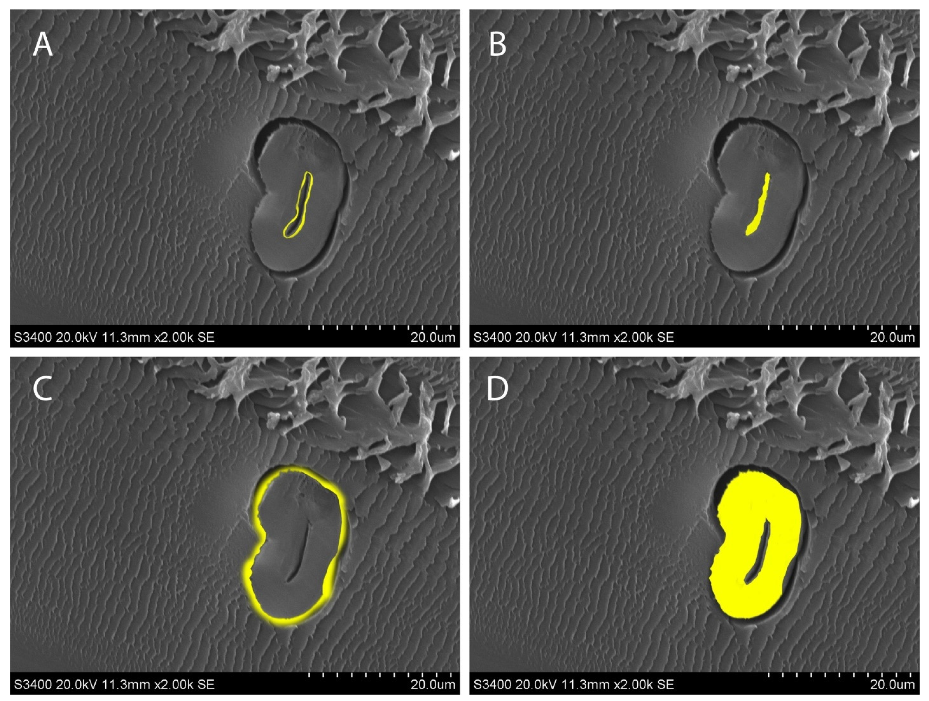 A Simplified Microscopy Technique to Rapidly Characterize Individual Fiber Traits in Cotton