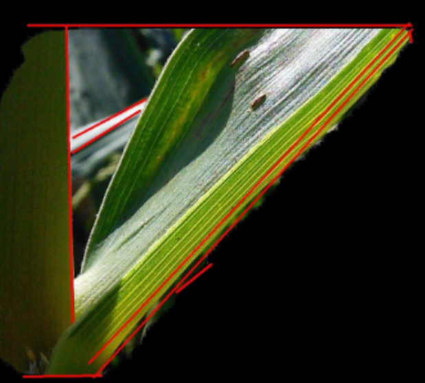 Leaf Angle Estimation using Mask R-CNN and LETR Vision Transformer